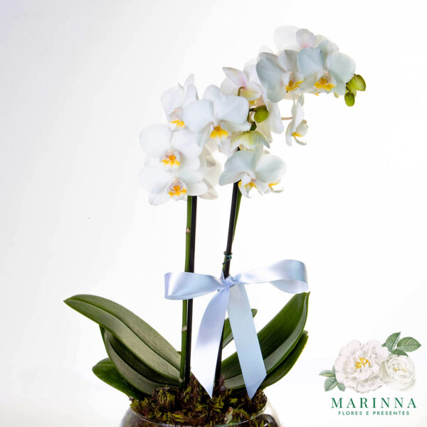 Luxuosa Mini Orquídea Branca no Vaso de Vidro - Imagem 2