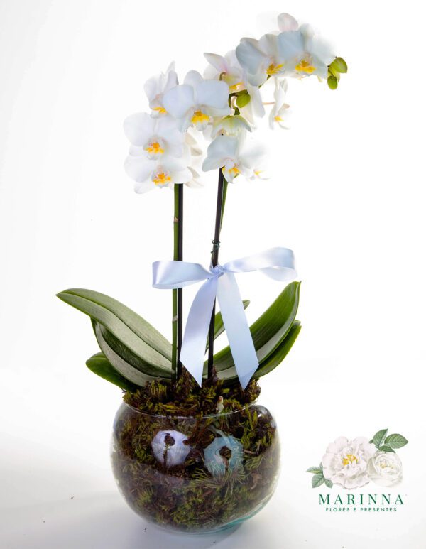 Luxuosa Mini Orquídea Branca no Vaso de Vidro - Imagem 3