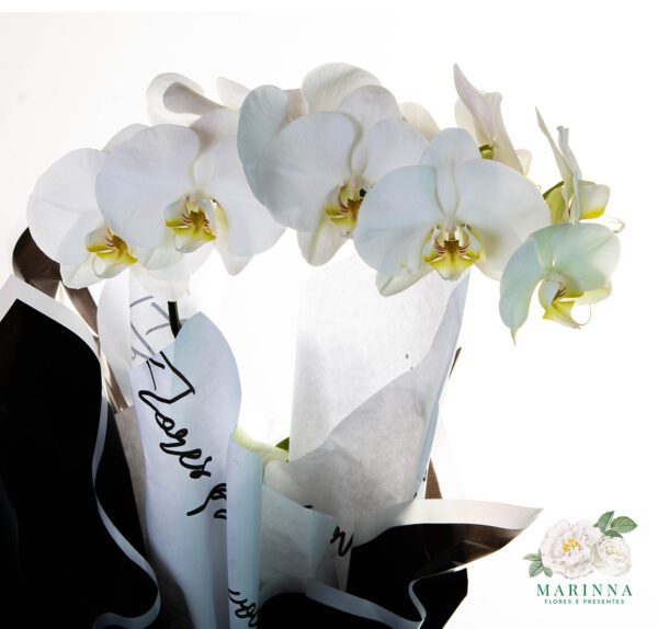 Orquídea Phalaenopsis Branca - Imagem 2