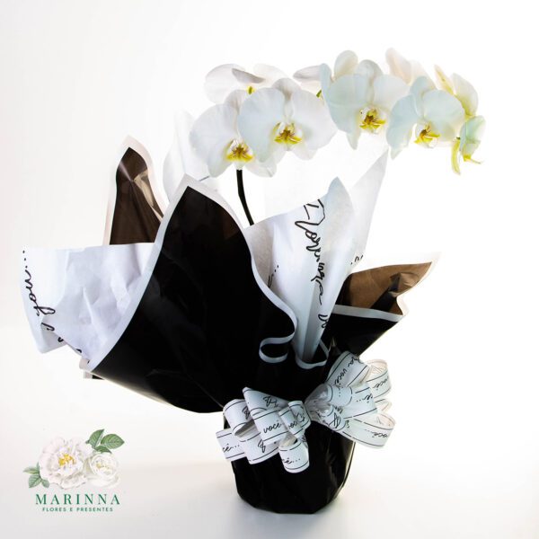 Orquídea Phalaenopsis Branca