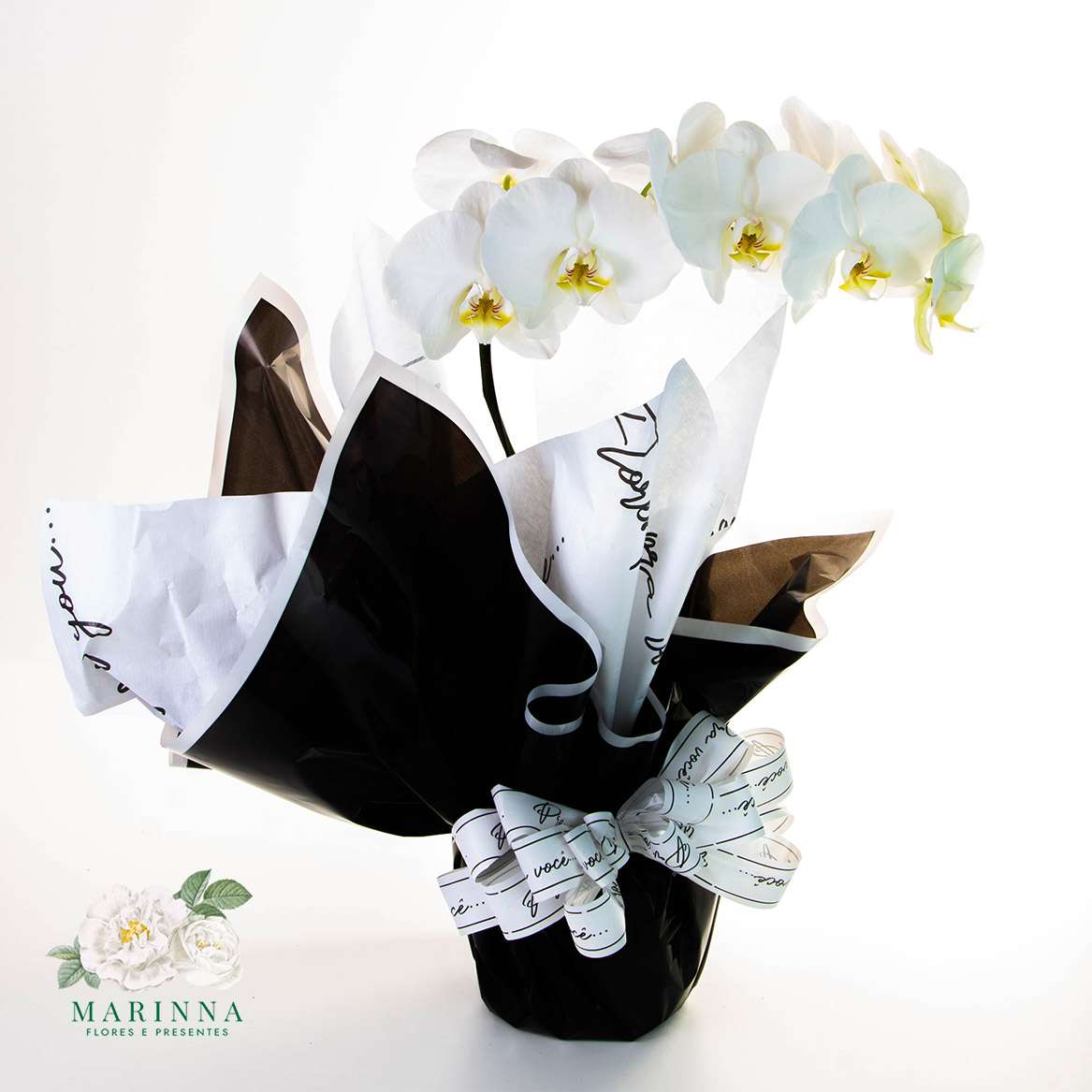 Orquídea Phalaenopsis Branca