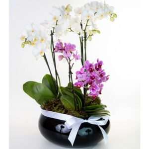 Arranjo de Mini Orquídeas Coloridas