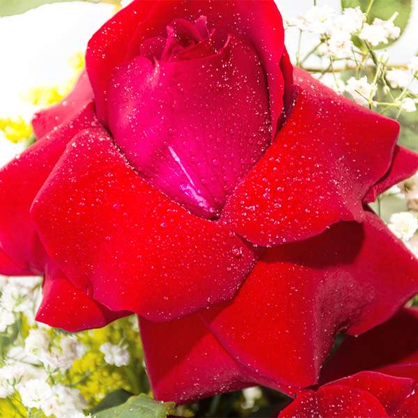 Cesta de Café com Rosas Vermelhas - Imagem 2