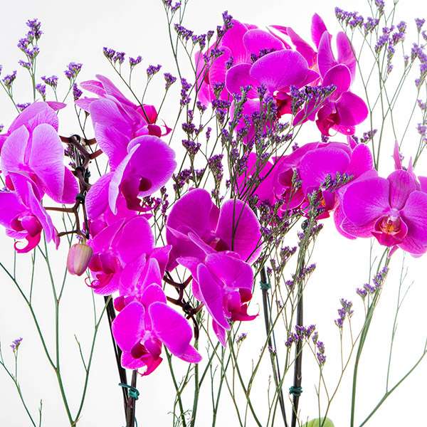 Arranjo de Orquídeas Pink - Imagem 3