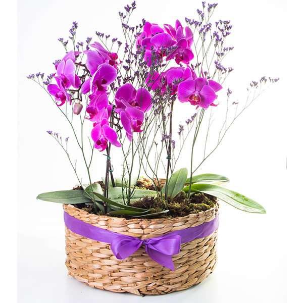 Arranjo de Orquídeas Pink