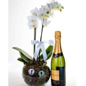 Luxuosa Mini Orquídea com Chandon