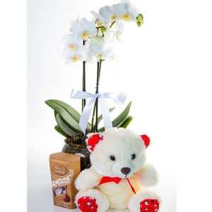 Mini Orquídea com Pelúcia e Lindt