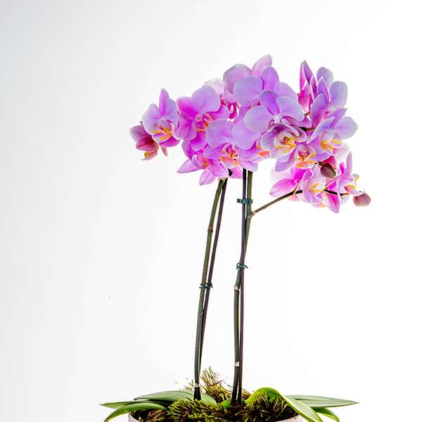 Sofisticada Mini Orquídea Pink com Ferrero Rocher - Imagem 3
