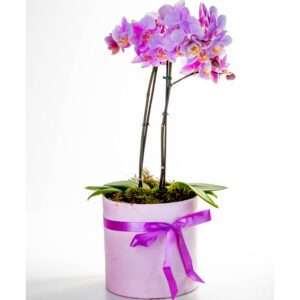 Sofisticada Mini Orquídea Pink