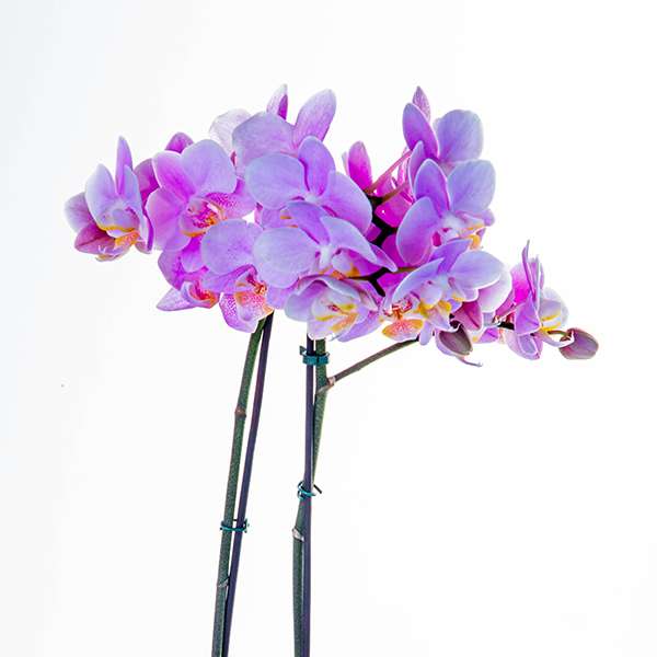 Sofisticada Mini Orquídea Pink com Chandon e Ferrero Rocher - Imagem 2
