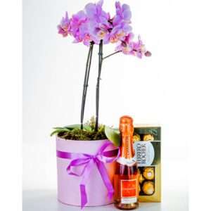 Sofisticada Mini Orquídea Pink com Chandon e Ferrero Rocher