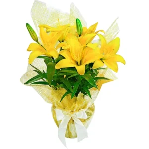 Lirio Amarelo Plantado