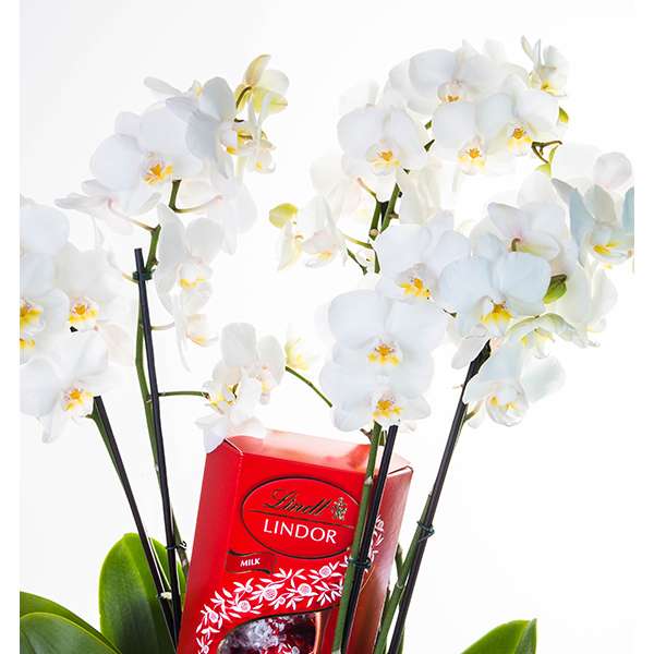 Luxuoso Orquidário de Mini Orquídeas Brancas com Lindt - Imagem 2
