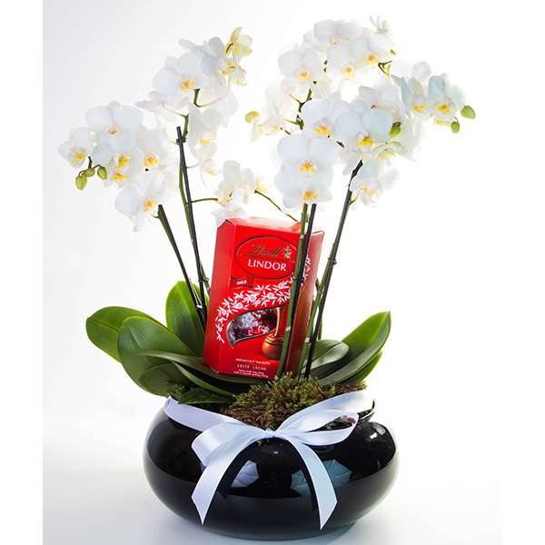 Luxuoso Orquidário de Mini Orquídeas Brancas com Lindt