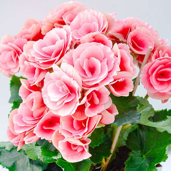 Begônia "Com Muito Amor" com Chocolate - Imagem 2