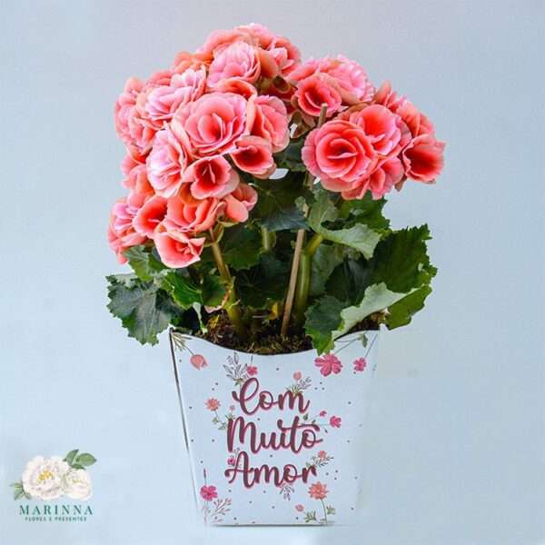 Begônia Rosa