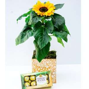 Girassol Plantado para Presente Com Ferrero Rocher