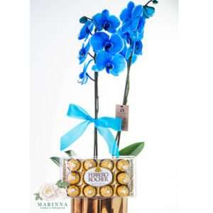 Orquídea Azul Rústica com Chocolate