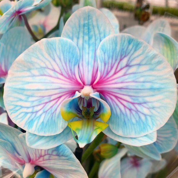 Orquídea Phalenopsis Frozen com Urso de Pelúcia Rosa - Imagem 3
