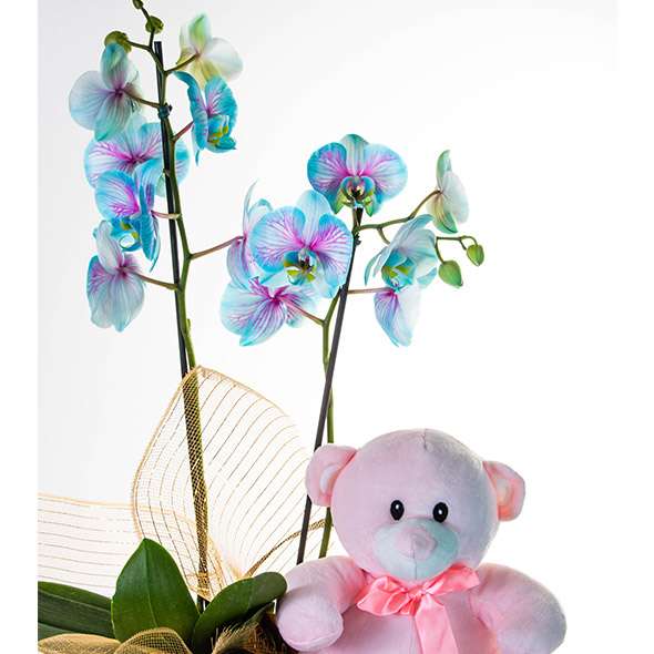 Orquídea Phalenopsis Frozen com Urso de Pelúcia Rosa - Imagem 2