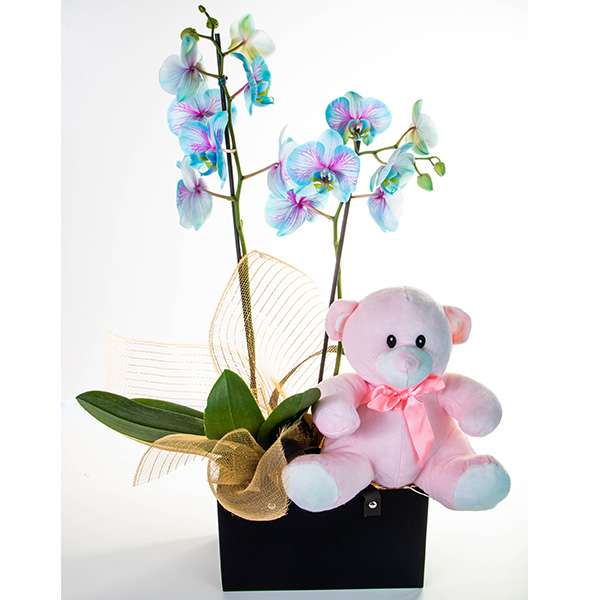 Orquídea Phalenopsis Frozen com Urso de Pelúcia Rosa