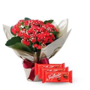 Kalanchoe Vermelho com Trio de Suflair
