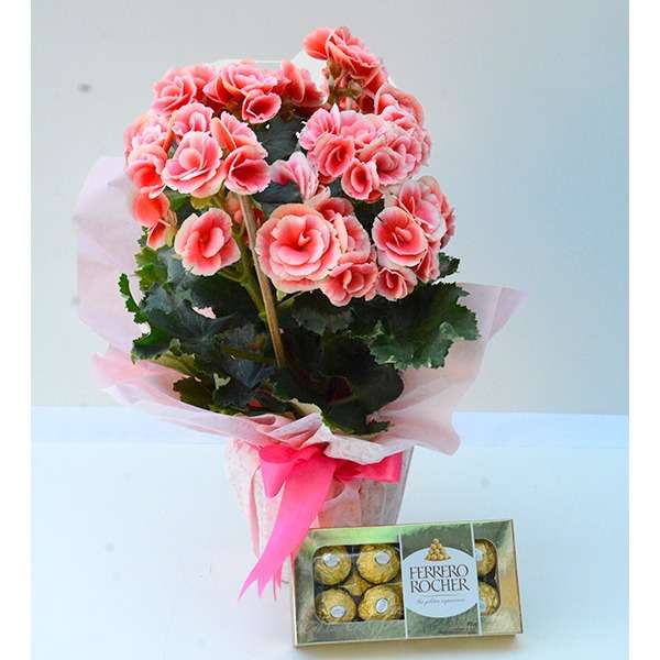 Begônia Rosa com Ferrero Rocher 100g