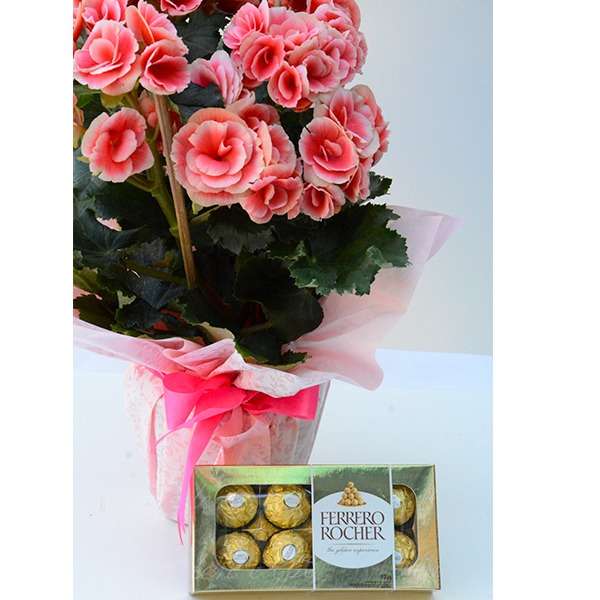 Begônia Rosa com Ferrero Rocher 100g - Imagem 2