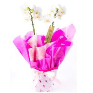 Orquídea Phalaenopsis Pra Presente