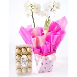 Orquídea Phalaenopsis Pra Presente com Ferrero Rocher