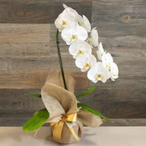 Orquídea Cascata Branca