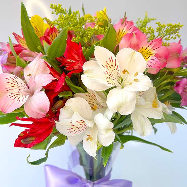 Luxuoso Arranjo de Astromélias Coloridas - Imagem 2