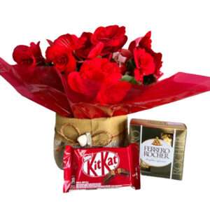 Mini Begônia Chocolovers