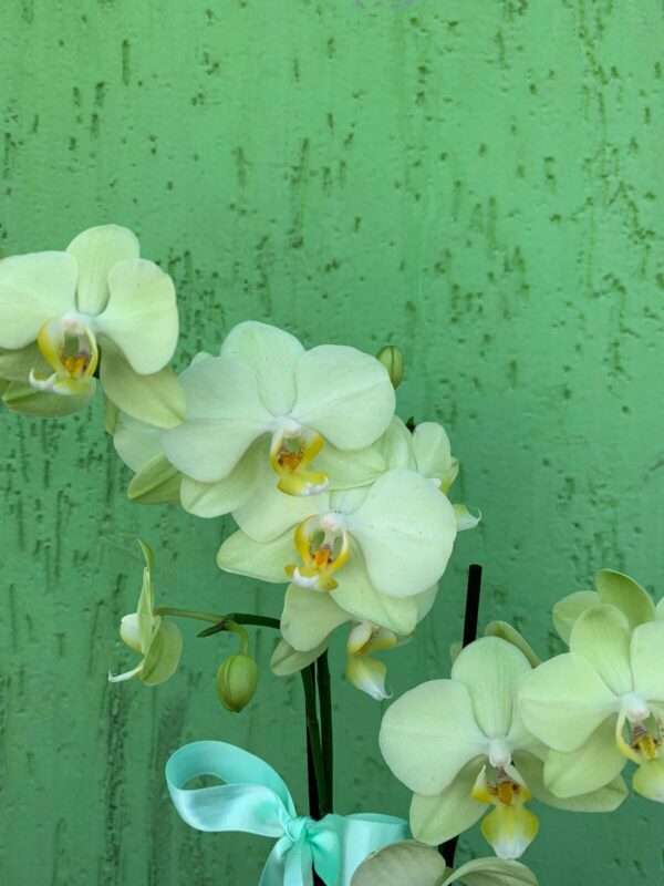 Delicada Mini Orquídea Verde no Vaso de Vidro - Imagem 3
