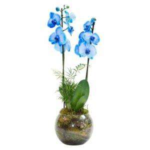 Orquídea Azul no Vaso de Vidro