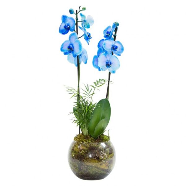 Orquídea Azul no Vaso de Vidro