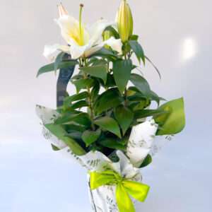 Lírio Branco Plantado