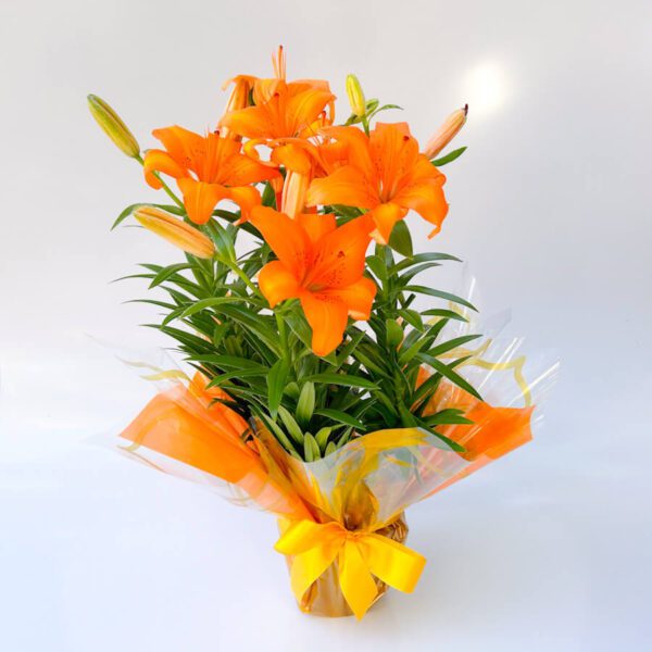 Lírio Laranja com Balão - Imagem 3
