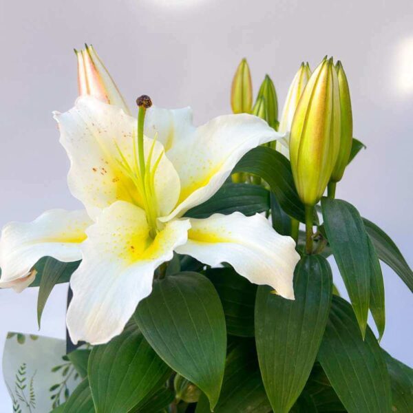 Lírio Branco Plantado - Imagem 2