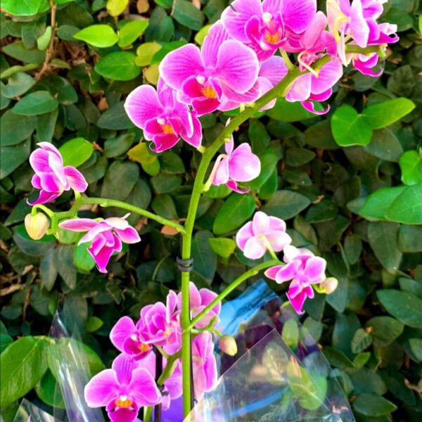 Orquídea Mini Lilás/Pink no Papel para Presente - Imagem 2