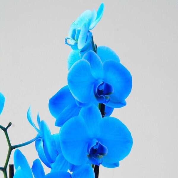 Orquídea Phalaenopsis Azul Mística  - Imagem 2