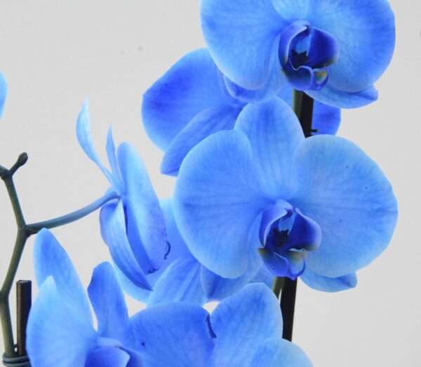 Orquídea Phalaenopsis Azul Mística  - Imagem 3