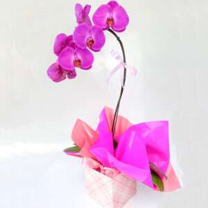 Orquídea Phalaenopsis Cascata Pink