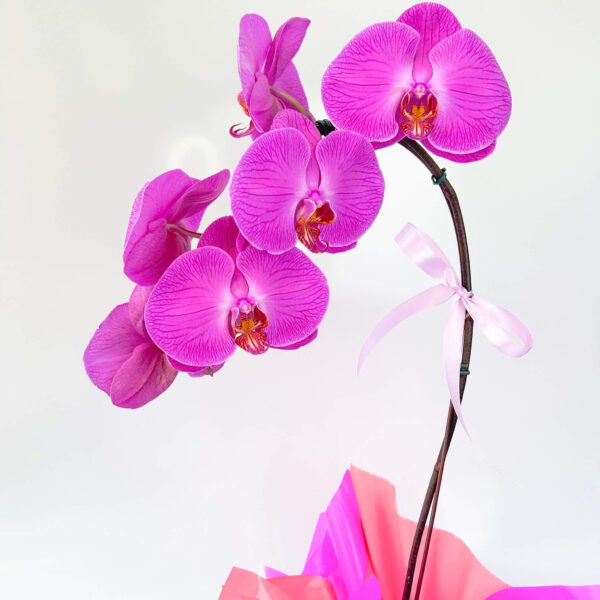 Orquídea Phalaenopsis Cascata Pink - Imagem 2