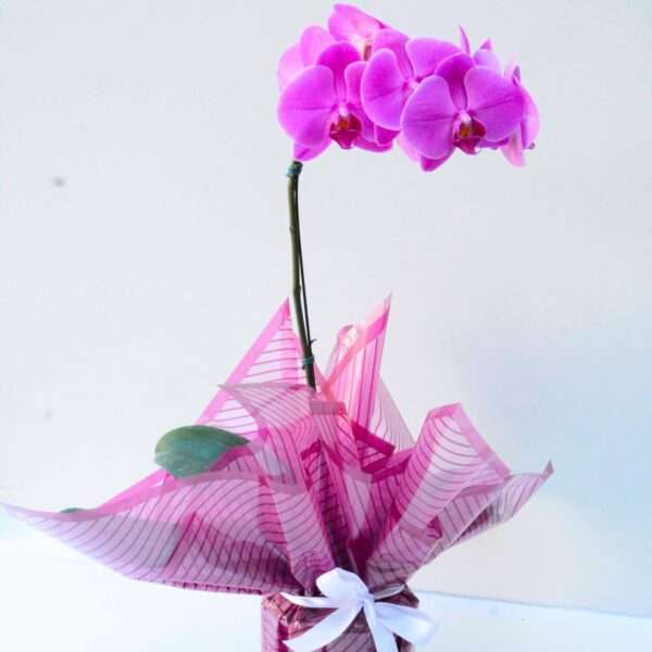 Orquídea Phalaenopsis Pink com Chocolate de Coração - Imagem 4