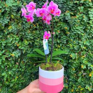 Mini Orquídea no Vasinho de Cerâmica