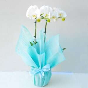 Orquídea Branca 2 hastes