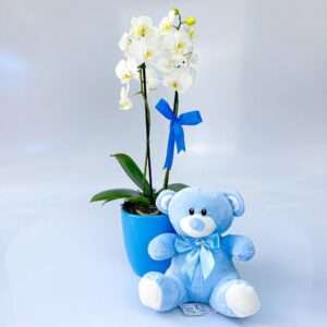 Mini Orquídea Baby Boy