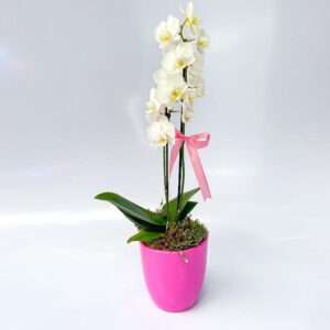 Mini Orquídea no Vaso de Cerâmica