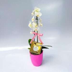 Delicada Mini Orquídea com Ferrero Rocher